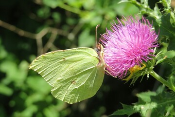 Beautiful yellow citron butterfly on thistle flower in the garden, closeup