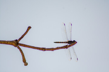Obraz premium close up of a spider on a branch
