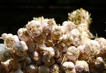 Garlic is tied together to hang to dry.