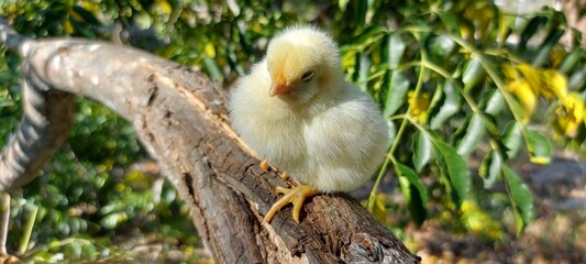 bird on a tree