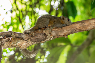 Obraz premium squirrel on a tree