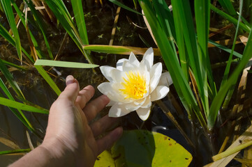 close-up - a woman's hand touched a beautiful white water lily blooming on the river
