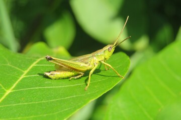 Beautiful green grasshopper on natural leaves background, closeup - obrazy, fototapety, plakaty