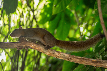 Obraz premium snake in the tree