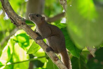 squirrel on tree