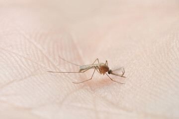 Mosquito sucking blood on human skin.   