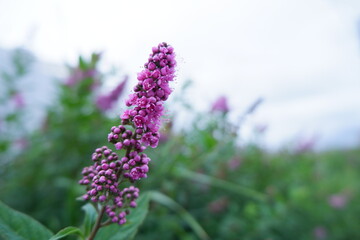 pink spirea flowers