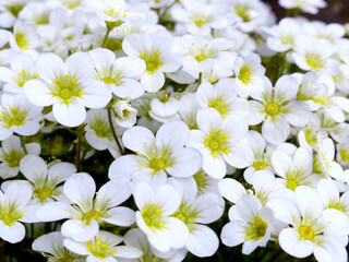 Closeup of white little flowers