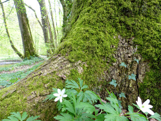 Two little blossom with white petals at the root of an old mossy tree