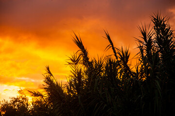 Sunset in the cane field