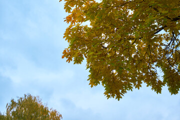 Yellow maple leaves on a branch against the sky