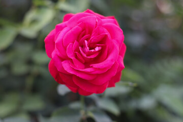 Bright pink rose in closeup on autumn day.