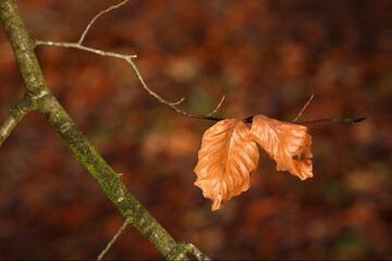 Last leaves on the branches of a Beech tree in autumn