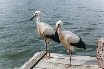 Storks on sea beach. Birds, nature concept