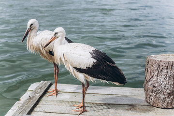 Storks on sea beach. Birds, nature concept