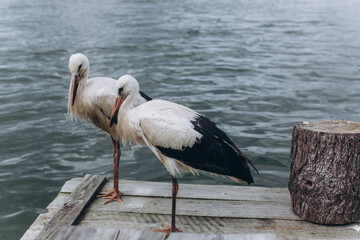 Storks on sea beach. Birds, nature concept