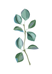 Illustration of poplar branch and green leaves. Spring or summer stylized foliage.