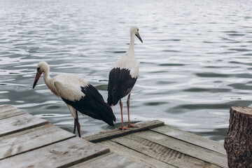 Storks on sea beach. Birds, nature concept