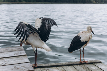 Storks on sea beach. Birds, nature concept