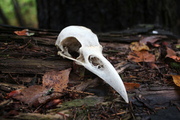 The skull of a black raven in the autumn forest.
