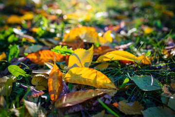 Leaves in various autumnal colors