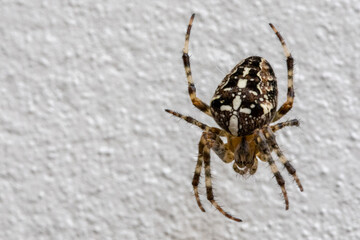 fond d'écran d'araignée descendant de sa toile le long d'un mur blanc