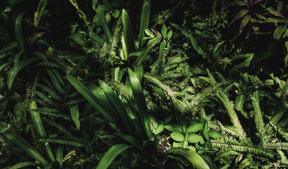 Tropical green leaf background, Dark tone theme.