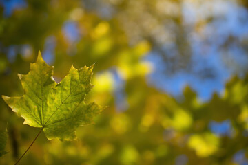 Twig with maple leaves close up