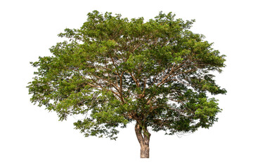 Large green tree isolated on white background, clipping path