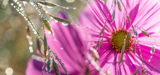 dewy  plant and flowers - macro photography