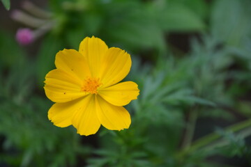 Yellow flower 