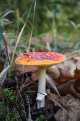 Beautiful red fly agaric in the autumn forest.