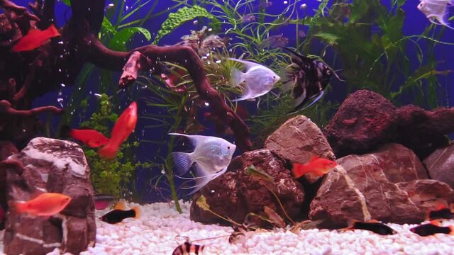 Beautiful freshwater aquarium with green plants and many fish. Slow motion footage. Freshwater aquarium with a large flock of fish. Beautiful aquarium landscape with white pebble. Aqua space.