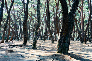 Pine trees in Samneung Forest (삼릉숲의 소나무)