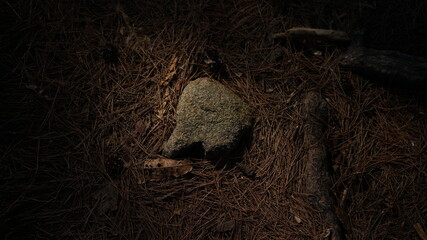 dry pine leaves and stones (마른 소나무잎과 돌)