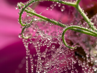 dewy spider web - net and flowers - macro photography