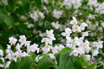 Obraz premium Twig with white jasmine flower in spring