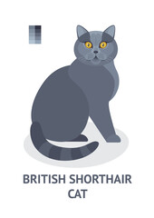 British shorthair cat  - vector illustration in flat style
