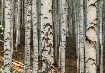 Obraz premium birch grove on a sunny day. glare of the sun.