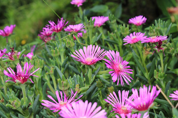 Obraz premium trailing ice plant flower macro photo