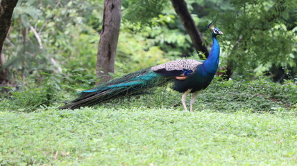 The beautiful blue color Peacock in the greenry ground