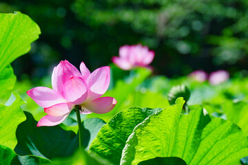 東京 上野 不忍池の美しい蓮の花　コピースペースあり（東京都） Beautiful...