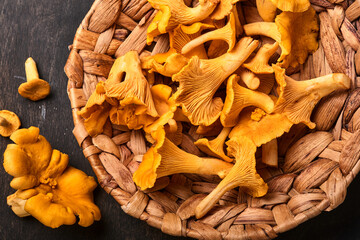 Forest Mushrooms chanterelles and forest moss on a wooden old background.  Raw uncooked in rattan plate bowl over brown texture background.  Mock up. Top view.