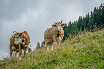 Beautiful swiss cows. Alpine meadows. farm.