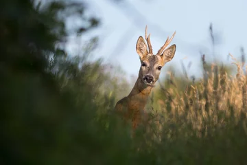 Deurstickers roe deer [Capreolus capreolus] © smerlot