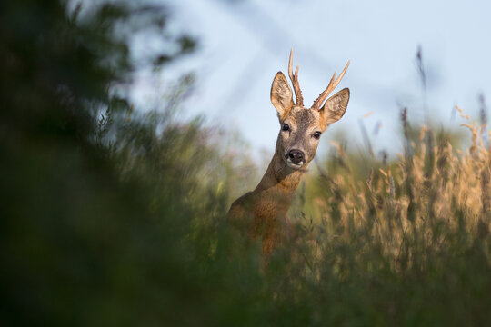 roe deer [Capreolus capreolus]