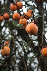 Kaki tree ripe fruits