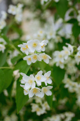 Twig with white jasmine flower in spring