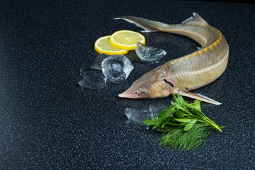 raw fish sturgeon and ingredients are on black background. whole uncooked fish is on dark backdrop