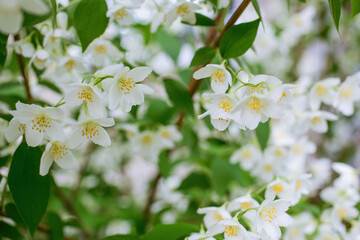Twig with white jasmine flower in spring